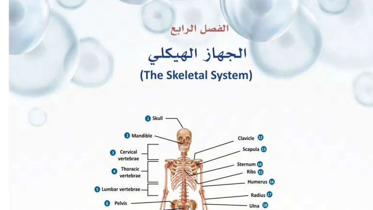 حل الفصل الرابع الجهاز الهيكلي