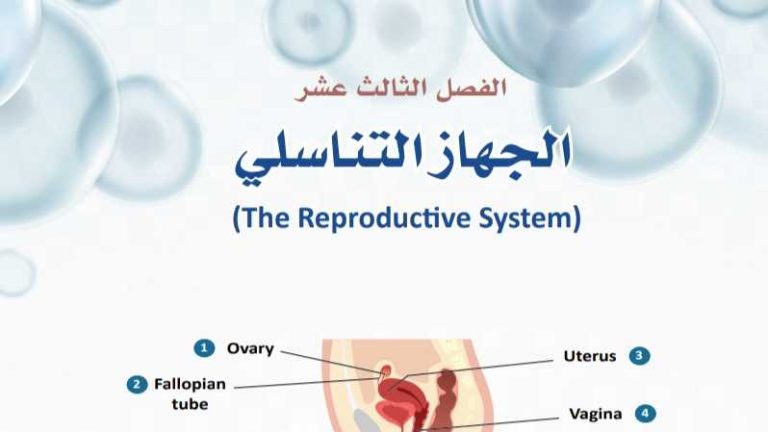 حل الفصل الثالث عشر الجهاز التناسلي