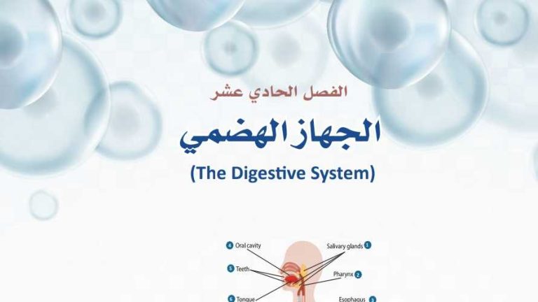 حل الفصل الحادي عشر الجهاز الهضمي ثالث ثانوي مسارات ف2 1447